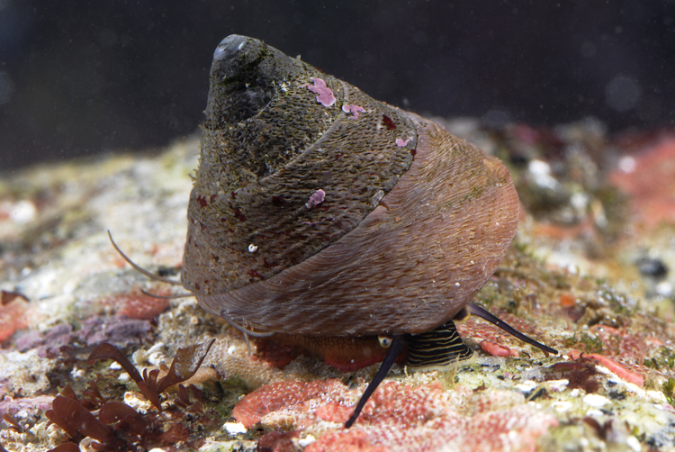 Chlorostoma montereyi